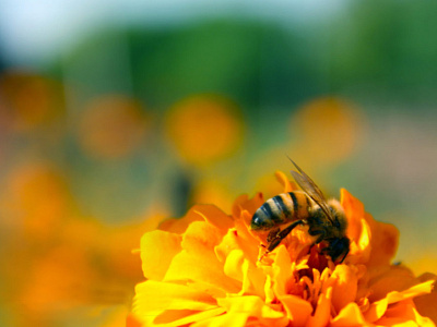 Honey Bee Image