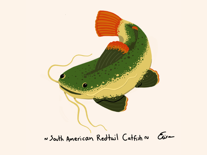 South American Redtail Catfish by Elisa S Robles on Dribbble