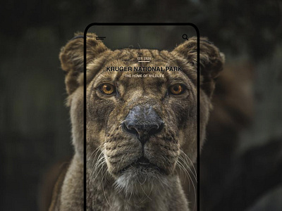 Mobile UI Design - Kruger National Park animal app camera camera app concept design layout lightroom lion minimal mobile mobile app mobile design photo photograph photography photography app photoshop ui wildlife