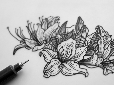 Azalea Flowers Illustration drawing flowers illustration ink inkdrawing penandink