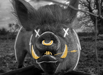 Doodle on Photo: Pig adobe drawing illustration photo photoshop unsplash wacom