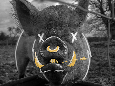 Doodle on Photo: Pig