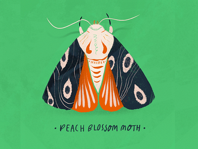 Peach Blossom Moth botanical botanical illustration bug color garden gardening green greenery insect moth nature procreate stamp