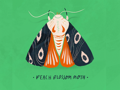 Peach Blossom Moth