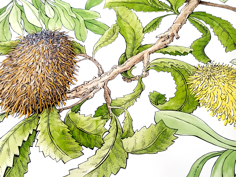 The Banksia Leaves in the Raven Story artwork artworks australia banksia botanical gouache green illustration illustrator leaves nature plants raven watercolor