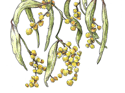 Wattle artist artwork australia botanical botanical illustration drawing flower gouache illustration illustrator natural nature plant plant illustration tree watercolor wattle