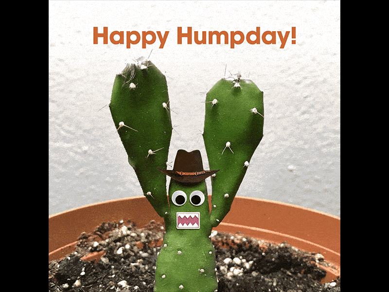 Humpday animation cactus gif goofy humpday succulent