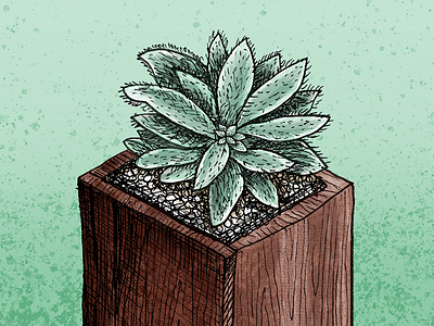 Mint Chocolate Succ digital art digital painting drawing illustration mint photoshop plants succulents texture woodgrain