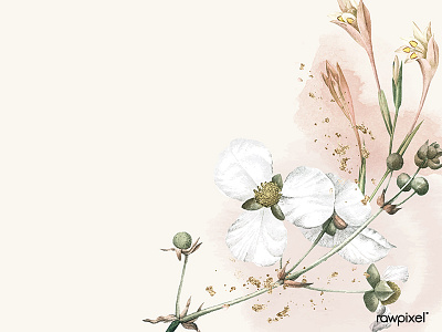 White flower on a beige background vector template