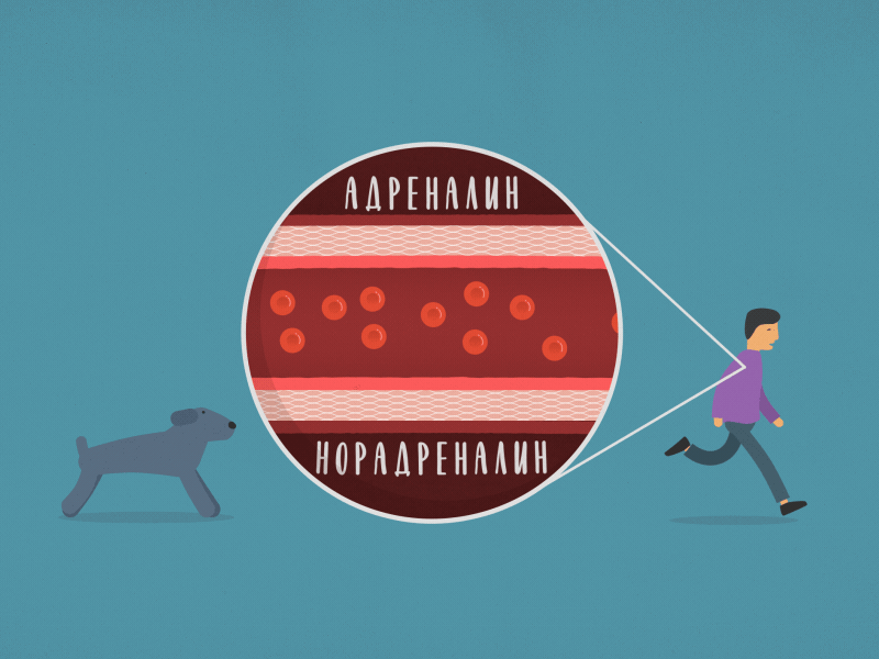 Blood Runners 2d adrenalin aftereffects animation blood dog health illustration norepinephrine run vessel