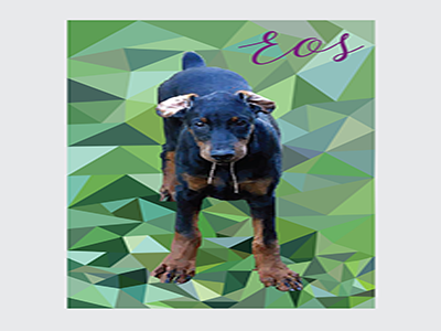 Eos adobeillustrator design doberman graphic design illustration illustrator low poly lowpolyart lowpolydesign vector