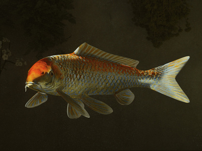 Koi Fish 3d artist c4d fish heinz interior koi fish lighting ocean octane realistic rendering still life water