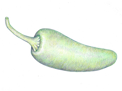 Jalapeño jalapeño coloredpencil