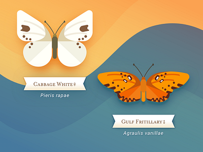 Butterfly Set 1 blue butterflies butterfly illustration orange sketch app vector white