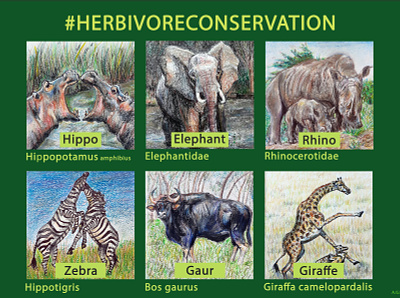 #HERBIVORECONSERVATION animals art bison conservation design elephant giraffe herbivores hippo illustration rhino wildlife zebra