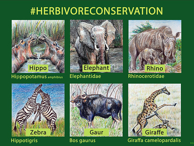 #HERBIVORECONSERVATION animals art bison conservation design elephant giraffe herbivores hippo illustration rhino wildlife zebra