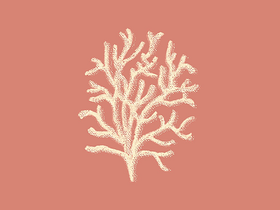 Coral Textures