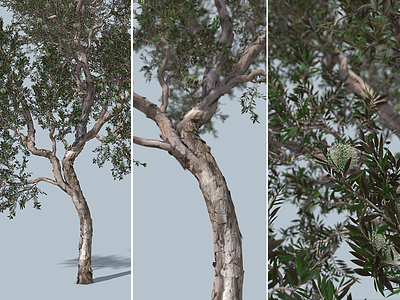 3D Niaouli 3d arbre c4d cgi cinema 4d endemic forester newcaledonia niaouli noumea nouvellecaledonie realistic render tree