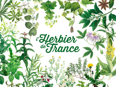 L'Herbier De France . identity identity logo