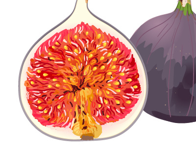 Fig illustration autumn brand compal fig fruit illustration