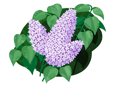 Lilac adobe flowers illustration illustrator lilac plant vector