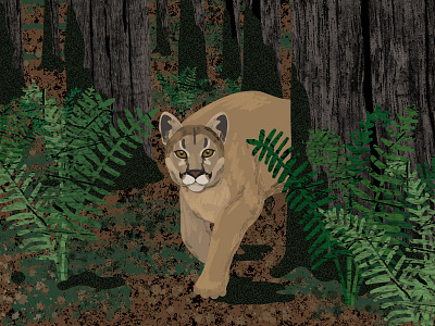 Cougar adobe animal cougar forest illustration illustrator vector wild