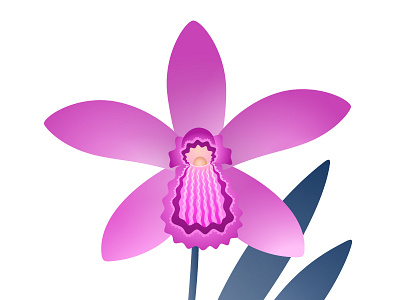 Orchid adobe flower illustration illustrator orchid plant vector