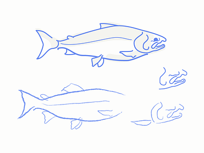 Daily project sketch daily illustration draw drawing fish illustration lines process salmon sketch