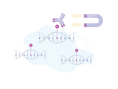 scientific illustration for a third article