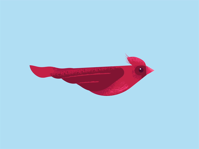 Birdy flying bird blue cardinal fly pink red sky valentine wings