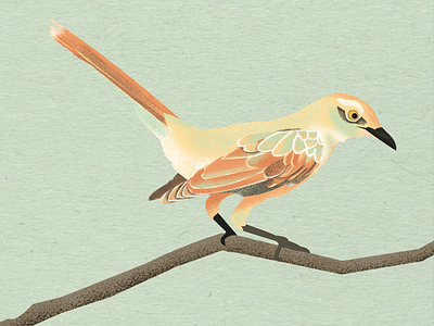 The Mockingbird bird illustration nature textures to kill a mockingbird tree
