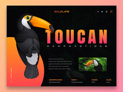 Toucan - Wildlife design icon illustration photoshop responsive design ui ui ux uiuxdesign userinterface ux web