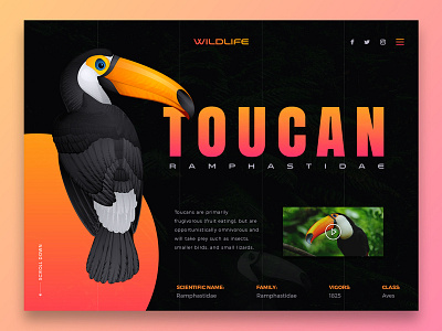 Toucan - Wildlife