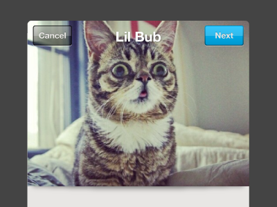 Lil Bub is my new Placekitten cats chrome ios iphone kittens mobile ui
