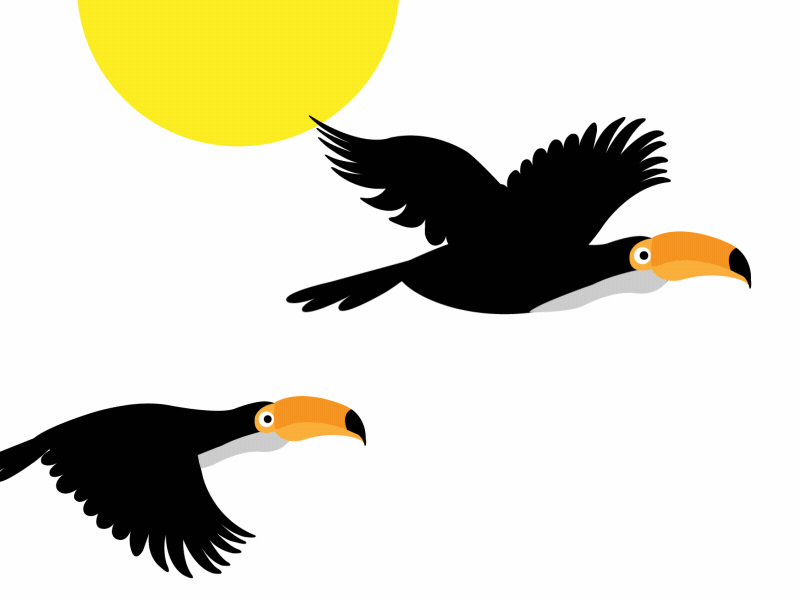 Toucan in Flight/ Bird flying cycle