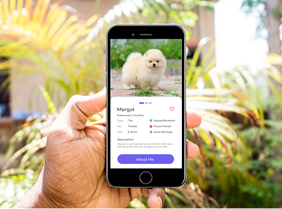 Pet Adoption App app application pets ui uidesign uiux