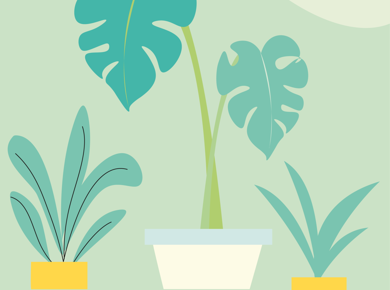 Plants 🌿 by Rajitha Disanayaka on Dribbble