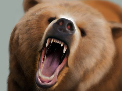 Grizzly bear illustration ipad procreate