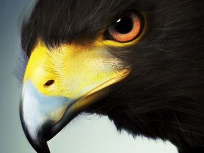 Hawk creatures hawk illustration