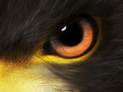 Hawk Detail creatures hawk illustration ipad procreate