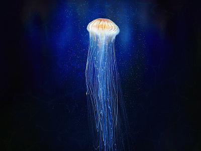 Jelly creatures illustration ipad jellyfish procreate sea