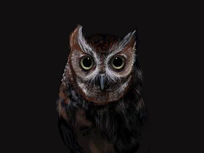 Hooters illustration ipad owl procreate