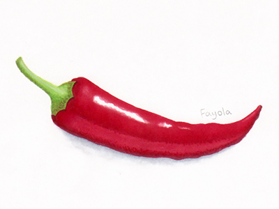 Chili capsicum chili copic markers drawing pepper realistic