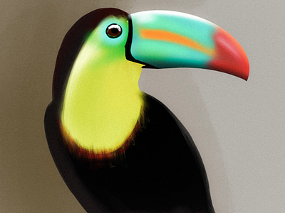 Toucan bird colour illustration