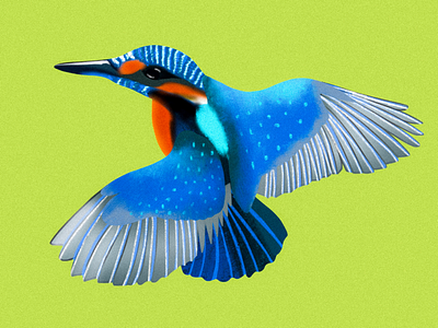 Kingfisher bird birds colour illustration