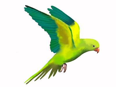 Parrot birds colours illustration