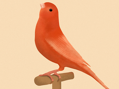 Bird illustration #5 birds illustration