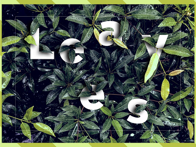 Leaves photography design illustration photography typography