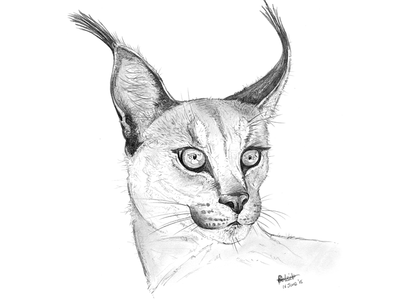 Caracal africa caracal desert lynx sketch small cat wildlife