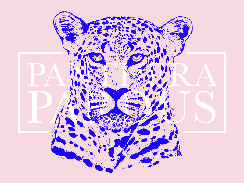 Retro Leopard animal blue latin leopard pink retro vector wildlife
